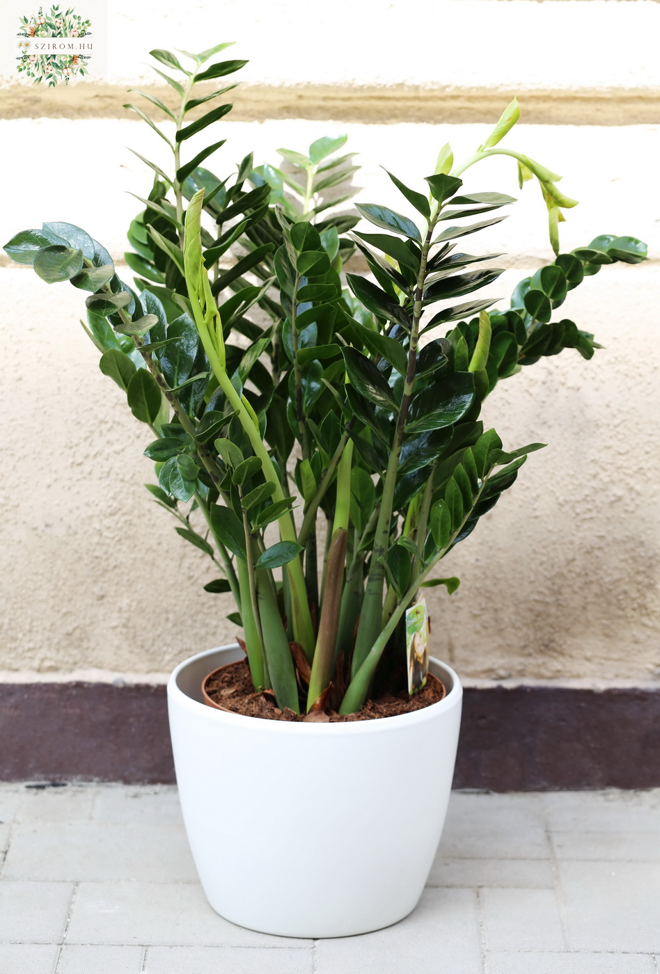 flower delivery Budapest - Zamioculcas zamiifolia with pot 110cm - indoor plant