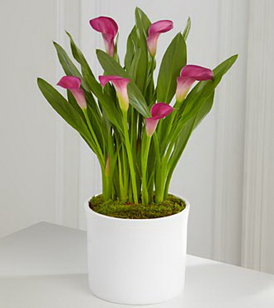 Blumenlieferung nach Budapest - Calla im Keramiktopf (wechselnden Farben) - Zimmerpflanze