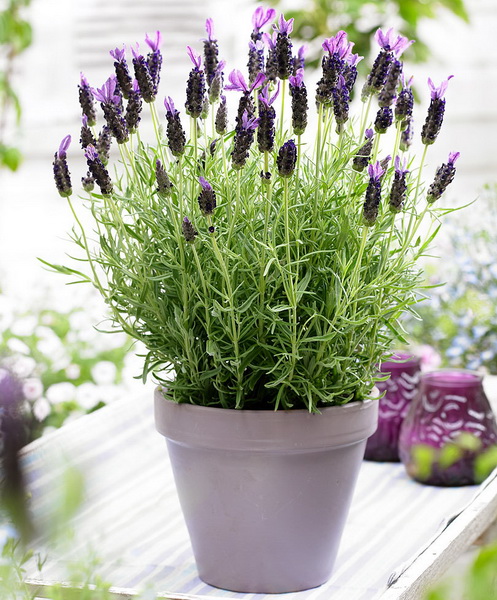 Blumenlieferung nach Budapest - Lavendel mit Keramiktopf - Balkonpflanze