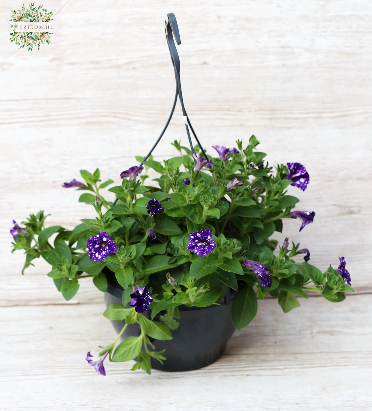 flower delivery Budapest - Hanging petunia (outdoor balcony plant)