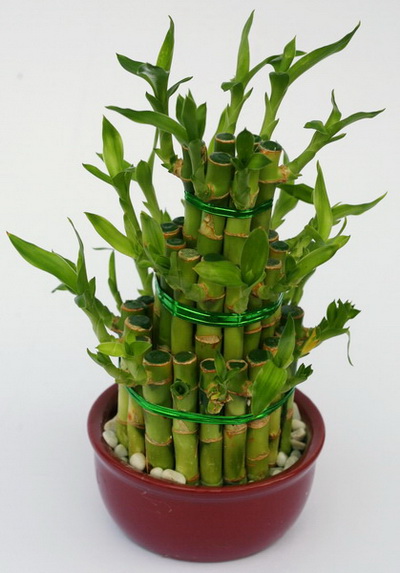 Virágküldés Budapest - bambusz<br>(20cm) - szobanövény