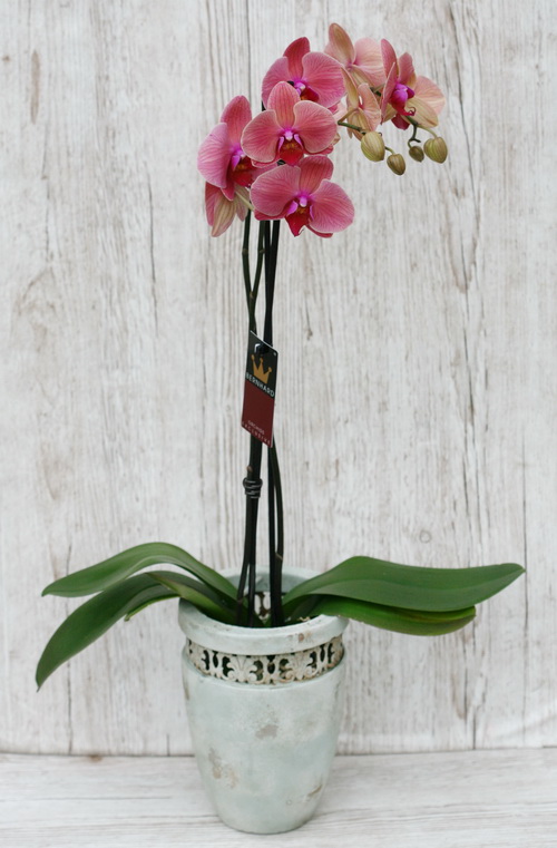 flower delivery Budapest - Phalaenopsis orchid in pot, mixed colors - indoor plant